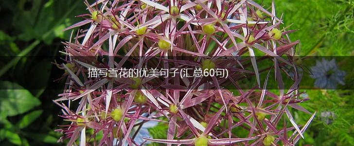 描写雪花的优美句子(汇总60句),第1张