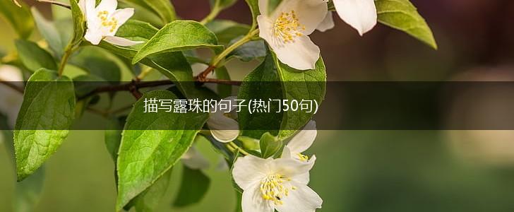 描写露珠的句子(热门50句),第1张