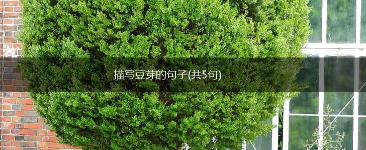 描写豆芽的句子(共5句),第1张