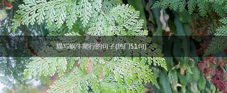 描写蜗牛爬行的句子(热门51句),第1张