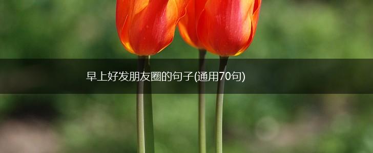 早上好发朋友圈的句子(通用70句),第1张