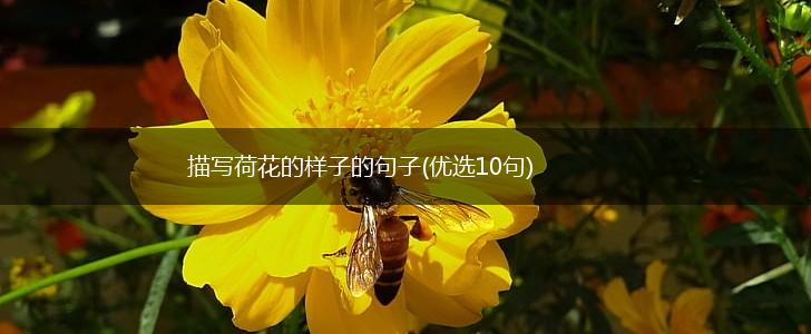 描写荷花的样子的句子(优选10句),第1张