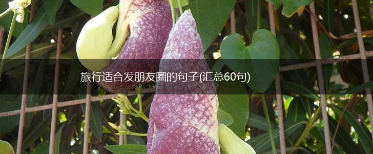 旅行适合发朋友圈的句子(汇总60句),第1张