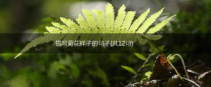 描写菊花样子的句子(共12句),第1张