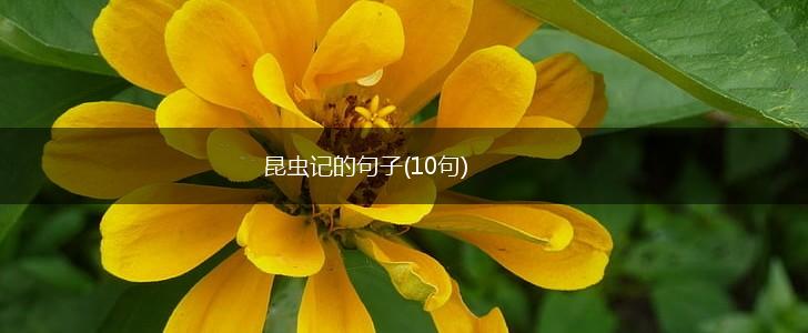 昆虫记的句子(10句),第1张
