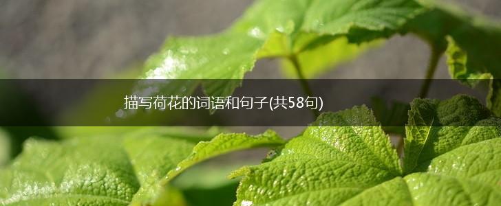 描写荷花的词语和句子(共58句),第1张