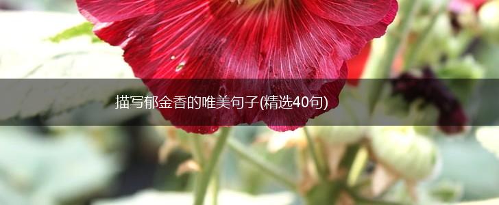 描写郁金香的唯美句子(精选40句),第1张