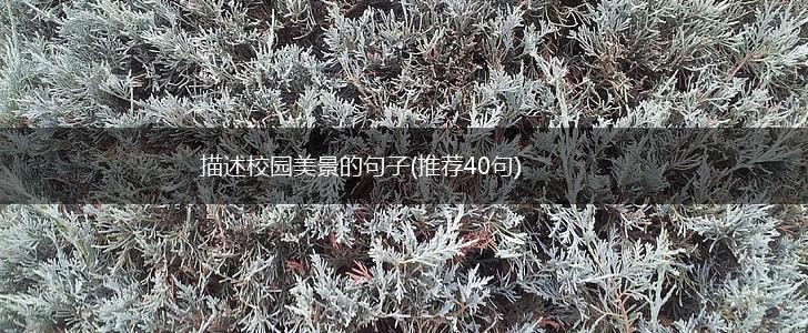 描述校园美景的句子(推荐40句),第1张