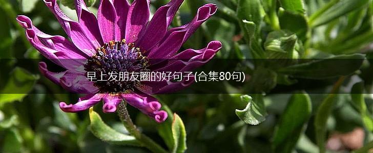 早上发朋友圈的好句子(合集80句),第1张