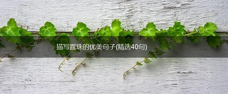描写露珠的优美句子(精选40句),第1张