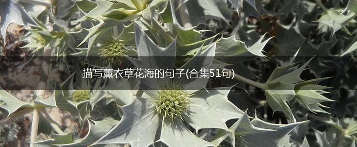 描写薰衣草花海的句子(合集51句),第1张