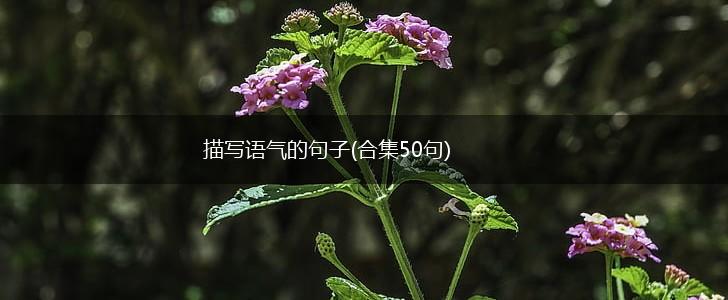 描写语气的句子(合集50句),第1张