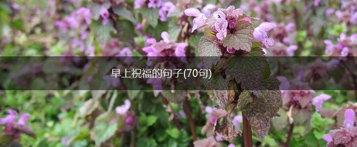 早上祝福的句子(70句),第1张