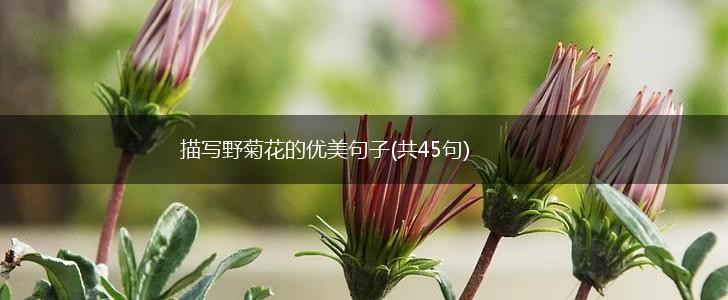 描写野菊花的优美句子(共45句),第1张