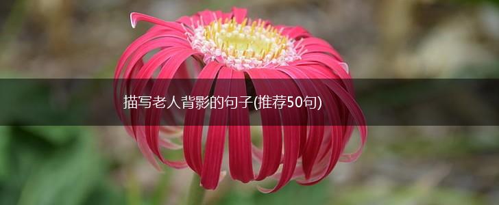 描写老人背影的句子(推荐50句),第1张