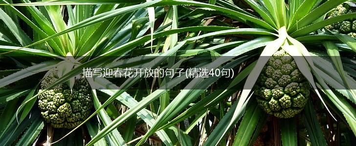 描写迎春花开放的句子(精选40句),第1张