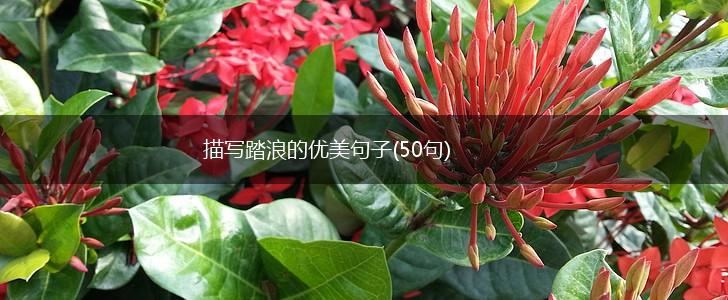 描写踏浪的优美句子(50句),第1张