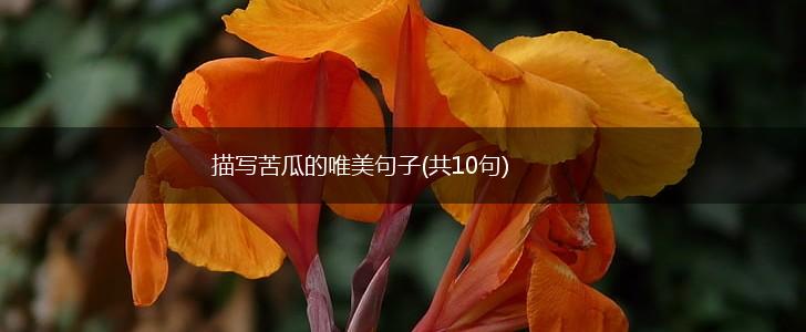 描写苦瓜的唯美句子(共10句),第1张