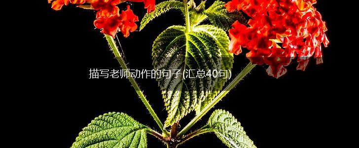 描写老师动作的句子(汇总40句),第1张