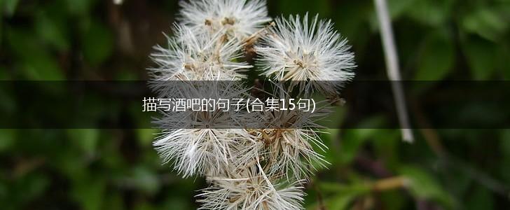 描写酒吧的句子(合集15句),第1张