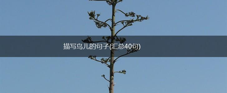描写鸟儿的句子(汇总40句),第1张