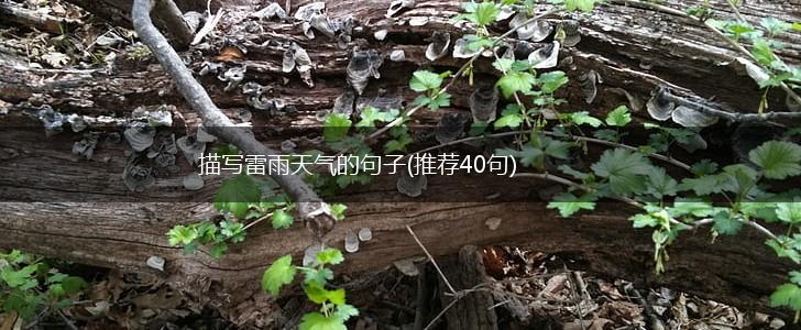 描写雷雨天气的句子(推荐40句),第1张