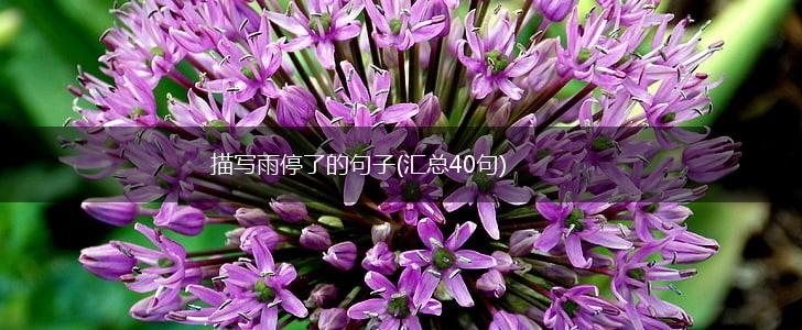 描写雨停了的句子(汇总40句),第1张