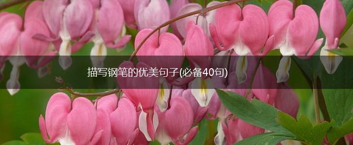 描写钢笔的优美句子(必备40句),第1张