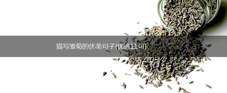 描写雏菊的优美句子(优选11句),第1张