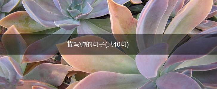描写蝉的句子(共40句),第1张