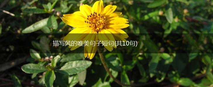 描写风的唯美句子短句(共10句),第1张