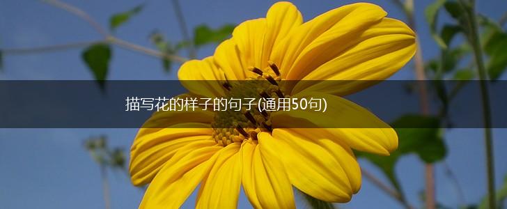 描写花的样子的句子(通用50句),第1张