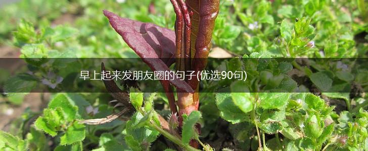 早上起来发朋友圈的句子(优选90句),第1张