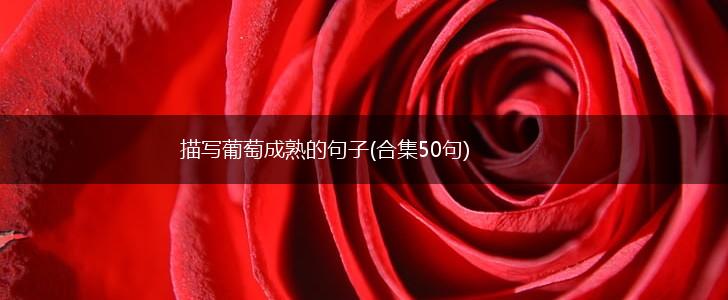 描写葡萄成熟的句子(合集50句),第1张