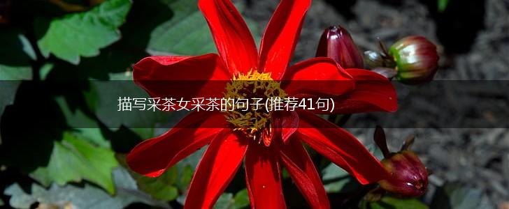 描写采茶女采茶的句子(推荐41句),第1张