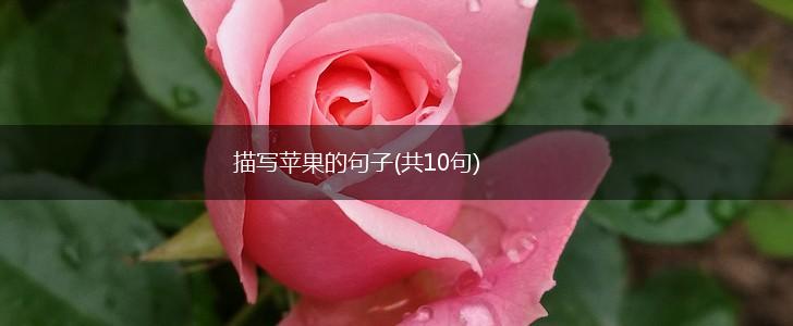 描写苹果的句子(共10句),第1张
