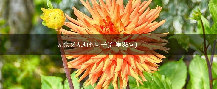 无奈又无助的句子(合集88句),第1张