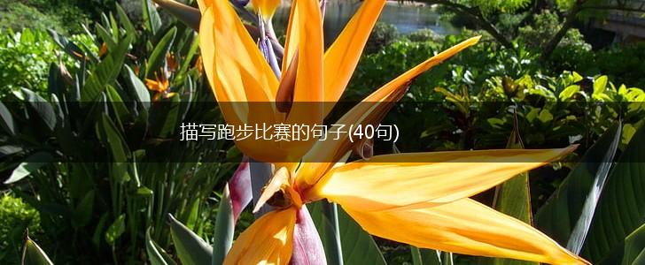 描写跑步比赛的句子(40句),第1张