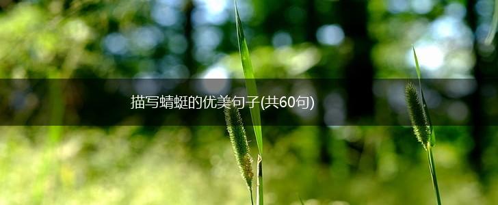 描写蜻蜓的优美句子(共60句),第1张