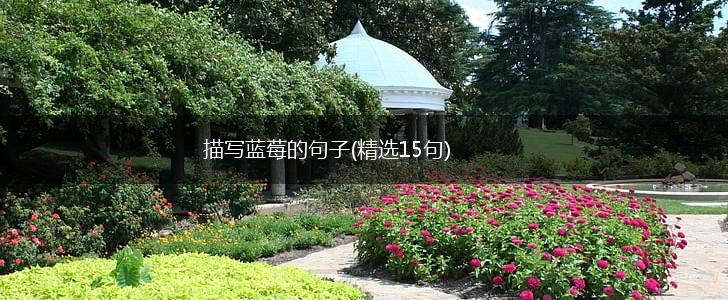 描写蓝莓的句子(精选15句),第1张