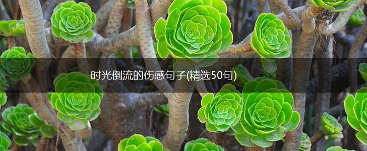 时光倒流的伤感句子(精选50句),第1张