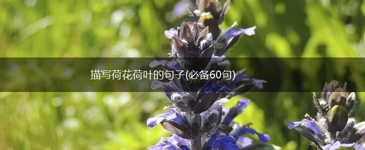 描写荷花荷叶的句子(必备60句),第1张