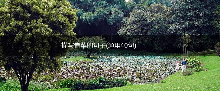 描写青菜的句子(通用40句),第1张