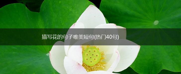 描写花的句子唯美短句(热门40句),第1张