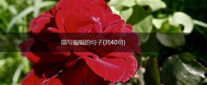 描写蝙蝠的句子(共40句),第1张