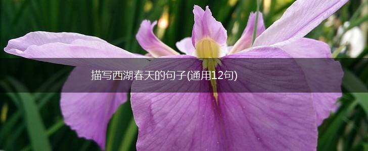 描写西湖春天的句子(通用12句),第1张