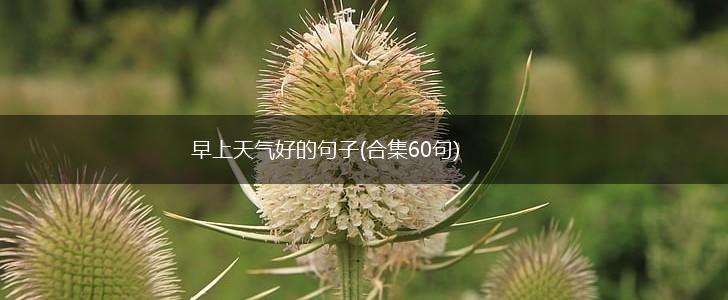 早上天气好的句子(合集60句),第1张