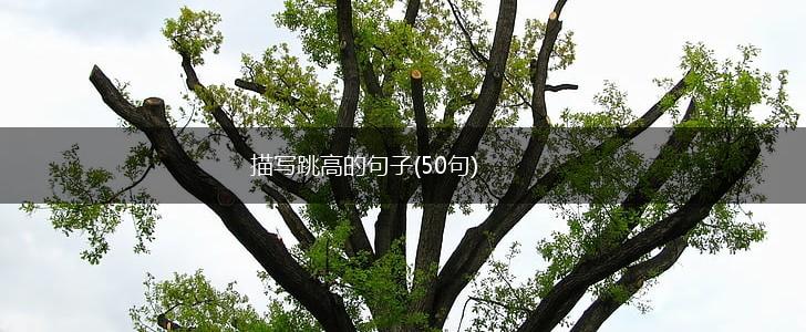描写跳高的句子(50句),第1张
