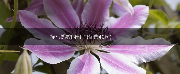 描写蚂蚁的句子(优选40句),第1张