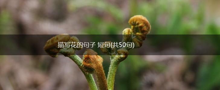 描写花的句子 短句(共50句),第1张
